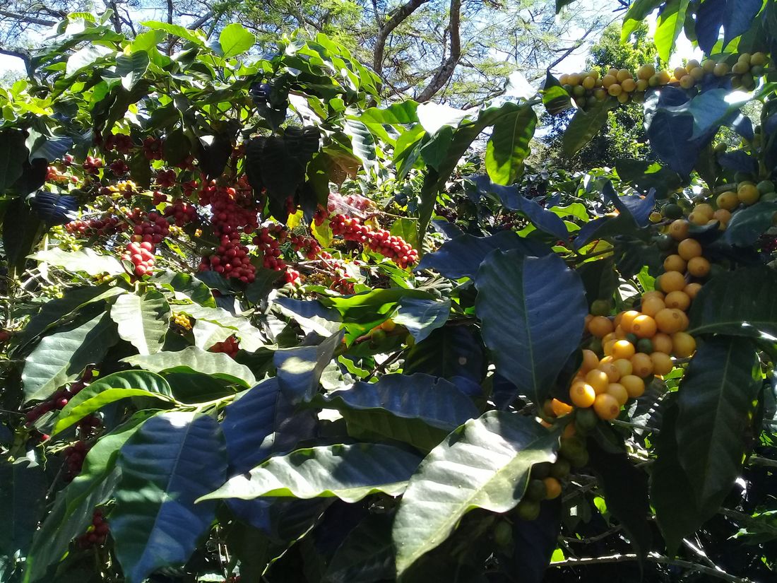 Finca de café bajo sombra en altura