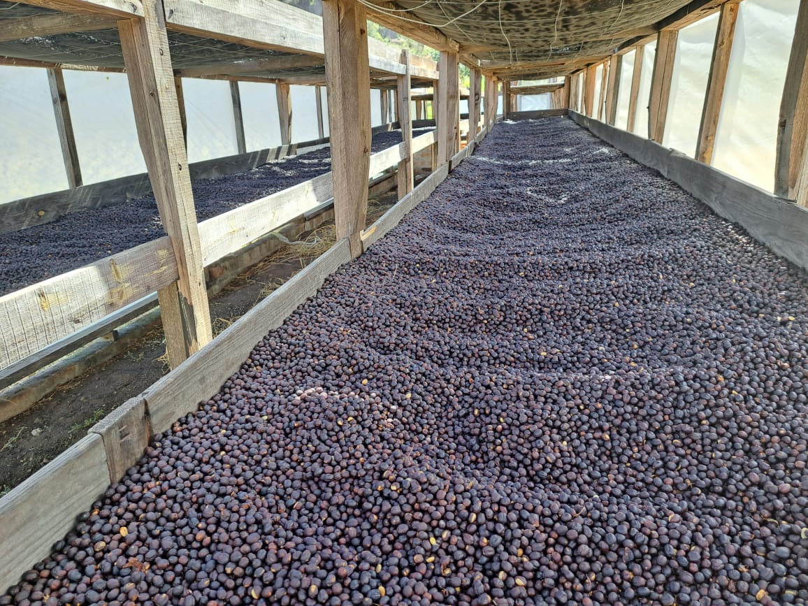 Producción cafetalera de COCASAM