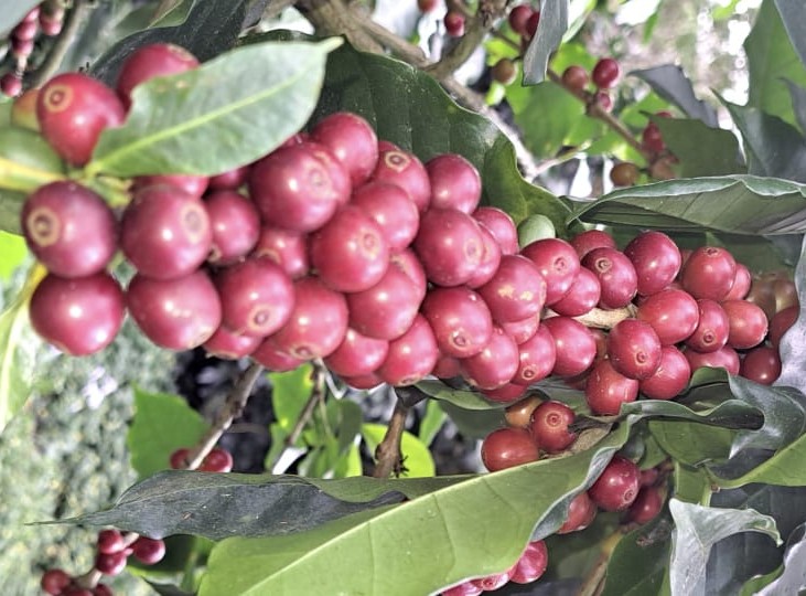 Producción de café COCASAM