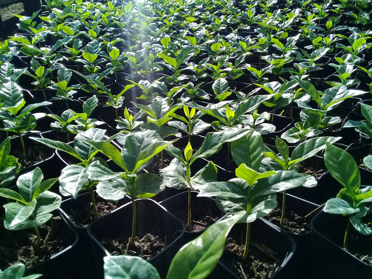 Vivero de plantillas de café