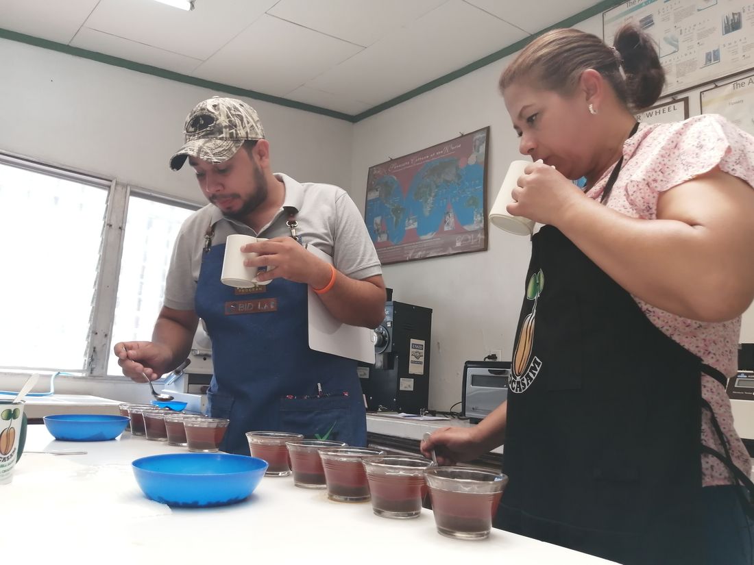 Catadores evaluando muestras de café en el laboratorio