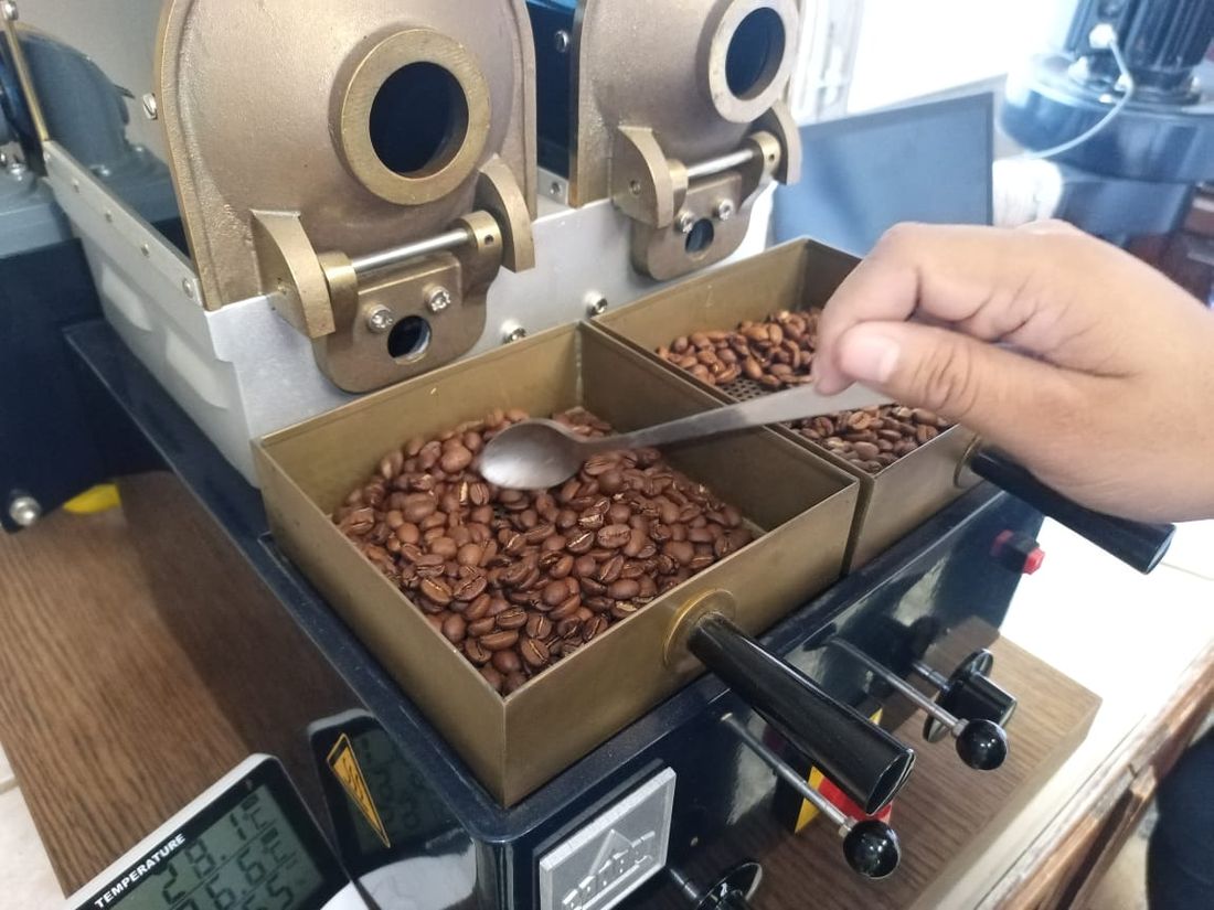 Catador comprobando el punto de tueste de una muestra