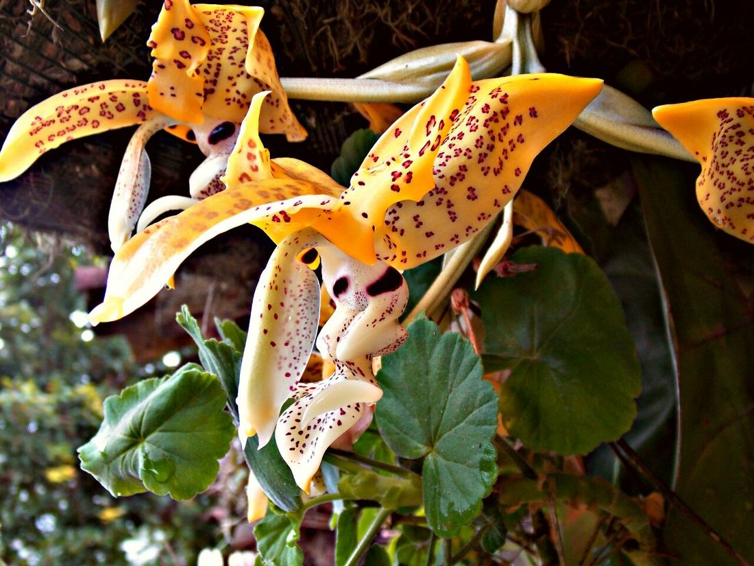Biodiversidad de la zona protegida